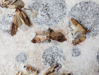 Indianmeal moths trapped in the trap are insects that infest cereal flours and pasta and dried food