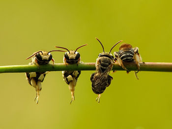 Close-up of insect