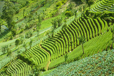 Full frame shot of rice paddy