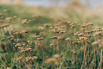 Close-up of crop growing on field