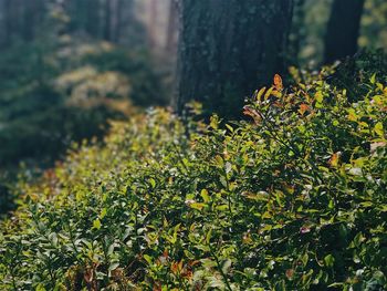 Close-up of fresh plants in forest