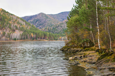 Scenic view of lake amidst trees in forest against sky