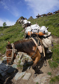 Low angle view of horses with luggage walking on mountain
