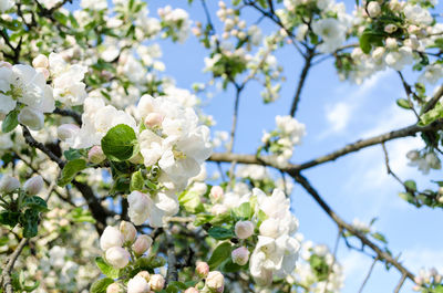 Low angle view of cherry blossoms in spring