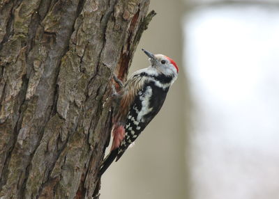 Close-up of bird perching on tree trunk