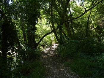 Trees in forest