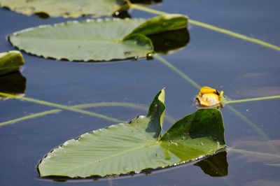 Close-up of green leaves floating on a lake