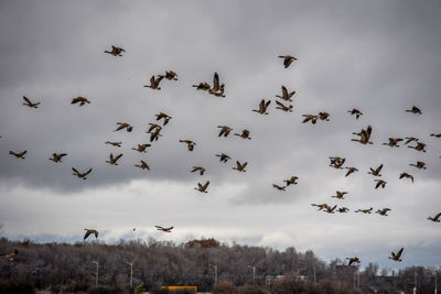 Low angle view of birds flying against sky