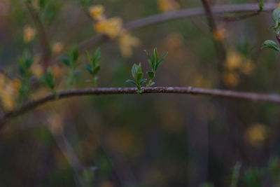 Close-up of barbed wire on fence