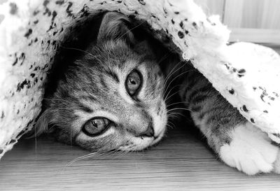 Portrait of kitten under rug at home