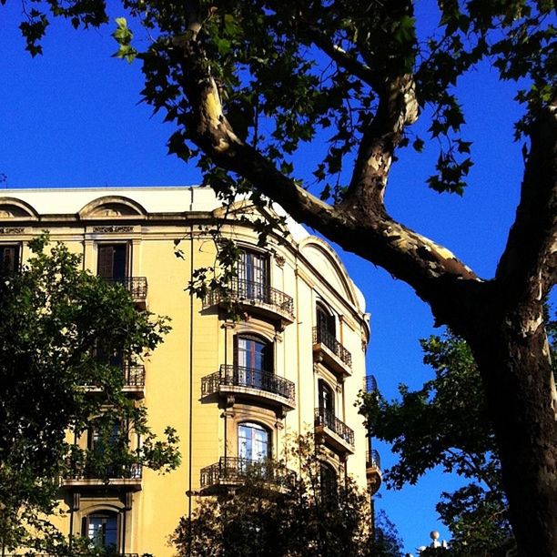 building exterior, architecture, low angle view, built structure, tree, clear sky, blue, window, branch, house, residential structure, building, day, residential building, sky, outdoors, sunlight, no people, facade, growth