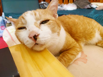 Close-up of cat resting