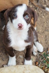 Portrait of a dog