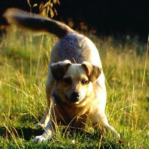 dog