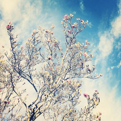 Low angle view of tree against blue sky