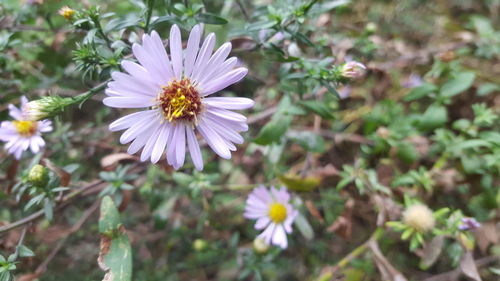 Close-up of purple daisy flowers on field