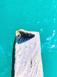 High angle view of animal shell over sea on plank