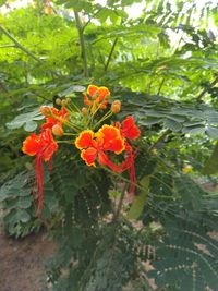 Close-up of orange flowering plant