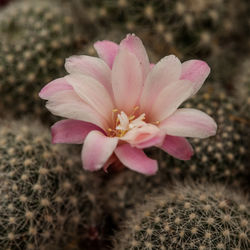 Close-up of pink flower blooming outdoors