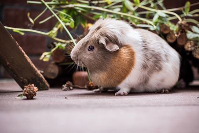 Close-up of rabbit