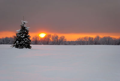 Trees on snow covered landscape at sunset