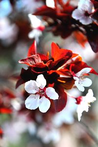 Close-up of flowers blooming outdoors