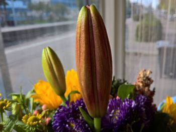 Close-up of yellow flowers blooming outdoors