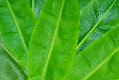 Full frame shot of palm leaves