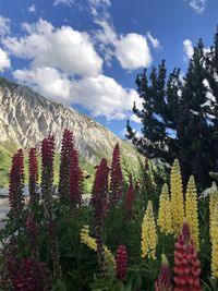 Scenic view of flowering plants and trees against sky