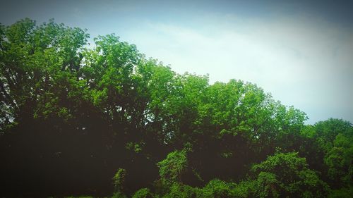 Low angle view of trees against sky