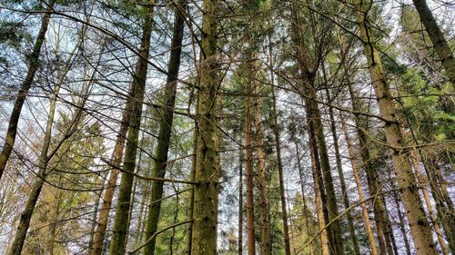 Low angle view of trees in forest