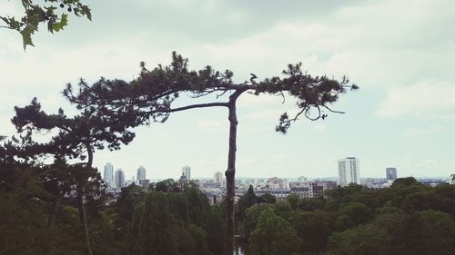 Trees and buildings against sky