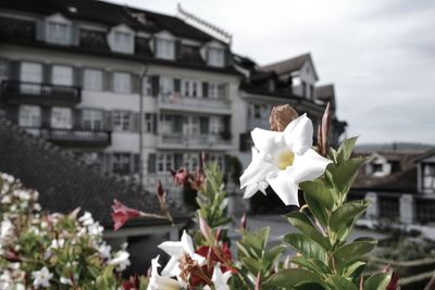 Close-up of flowers blooming against built structure