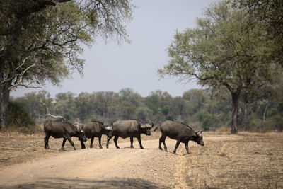 Buffalos in a field