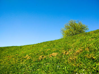 Scenic view of field against clear blue sky