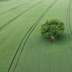 High angle view of corn field