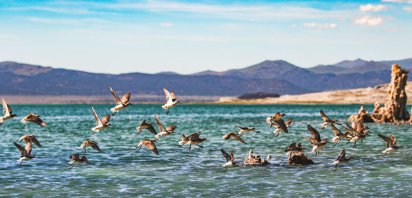 Flock of birds in sea against sky