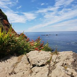 Plants growing on rocks by sea against sky