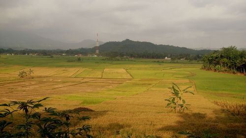 Scenic view of agricultural field against sky