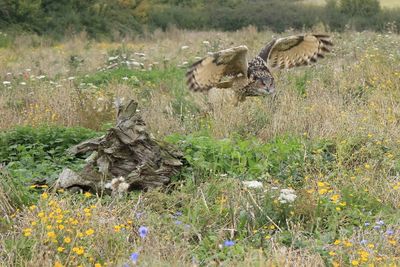 Close-up of eagle on field