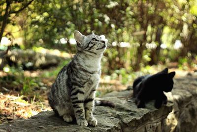 Cat sitting on a tree