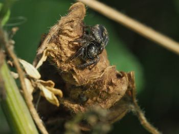 Close-up of insect