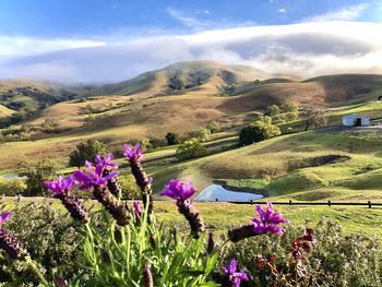 Purple flowers on field by mountains against sky