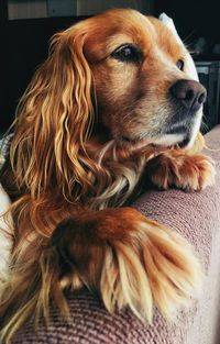 Close-up of dog looking away at home