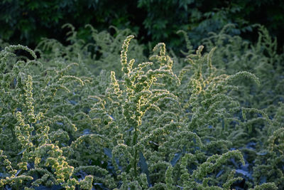 Close-up of flowering plant