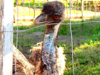 Close-up of ostrich in zoo