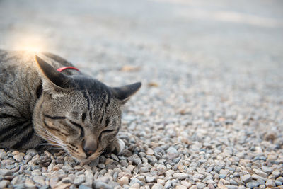 Close-up of a cat resting on pebbles