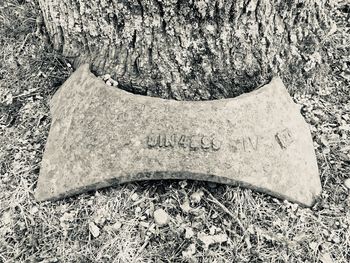 Close-up of text on tree trunk