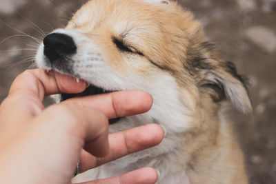 Close-up of hand holding dog