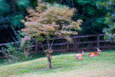 View of birds in farm